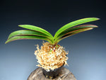 Carica l'immagine nel visualizzatore Galleria, Neofinetia falcata 'Beniogi' 홍선 紅扇