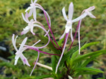 Carica l'immagine nel visualizzatore Galleria, Neofinetia falcata 'Kogyoku no hana' 홍옥지화 紅玉の花