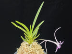 Carica l'immagine nel visualizzatore Galleria, Neofinetia falcata 'Hongjiyeon' 홍지연 紅池淵