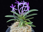 Carica l'immagine nel visualizzatore Galleria, Neofinetia falcata 'Honghyeon' 홍현 紅玄