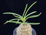 Carica l'immagine nel visualizzatore Galleria, Neofinetia falcata 'Ouza no Mai' (Kouga no Mai) 황좌지무 皇座の舞