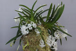 Carica l'immagine nel visualizzatore Galleria, Neofinetia falcata 'Ouza no Mai' (Kouga no Mai) 황좌지무 皇座の舞