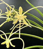 Carica l'immagine nel visualizzatore Galleria, Neofinetia falcata 'Hwangjiyeon' 황지연 黃池淵