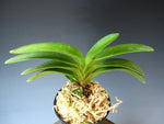 Carica l'immagine nel visualizzatore Galleria, Neofinetia falcata 'Yokozuna' 횡강 横綱