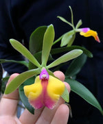Carica l'immagine nel visualizzatore Galleria, Epicattleya René Marqués 'Flamethrower' x Cattleya schilleriana