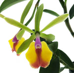 Carica l'immagine nel visualizzatore Galleria, Epicattleya René Marqués 'Flamethrower' x Cattleya schilleriana