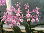 Carica l'immagine nel visualizzatore Galleria, Epidendrum Anika Hassinger (capricornu x hugomedinae)