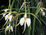 Carica l'immagine nel visualizzatore Galleria, Epidendrum parkinsonianum