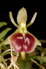 Carica l'immagine nel visualizzatore Galleria, Epidendrum porpax