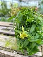 Carica l'immagine nel visualizzatore Galleria, Epidendrum porpax var. alba