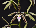 Carica l'immagine nel visualizzatore Galleria, Epidendrum prismatocarpum