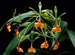 Carica l'immagine nel visualizzatore Galleria, Epidendrum pseudoepidendrum
