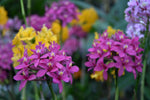 Carica l'immagine nel visualizzatore Galleria, Epidendrum radicans MIX