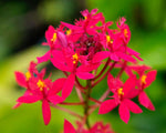 Carica l'immagine nel visualizzatore Galleria, Epidendrum radicans