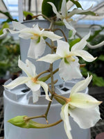 Carica l'immagine nel visualizzatore Galleria, Euryangis Victoria Nile (Eurychone rothschildiana × Aerangis kotschyana)