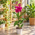 Laden Sie das Bild in den Galerie-Betrachter hoch, Dendrobium Burana Racha