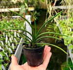 Carica l'immagine nel visualizzatore Galleria, Holcoglossum subulifolium x flavescens