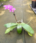 Carica l'immagine nel visualizzatore Galleria, Phalaenopsis speciosa × schilleriana