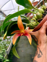 Chargez l'image dans la visionneuse de galerie, Bulbophyllum Wilbur Chang x sumatranum 'Red'