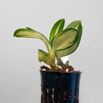 Carica l'immagine nel visualizzatore Galleria, Dendrobium FOMOS Beauty 'Matcha Latte'