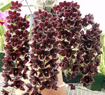 Carica l'immagine nel visualizzatore Galleria, Fredclarkeara After Dark 'Sunset Valley Orchids' FCC/AOS