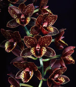 Carica l'immagine nel visualizzatore Galleria, Fredclarkeara After Dark 'Sunset Valley Orchids' FCC/AOS