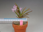 Carica l'immagine nel visualizzatore Galleria, Neofinetia falcata 'Fujimusume' 藤娘