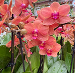 Carica l'immagine nel visualizzatore Galleria, Phalaenopsis Paprika