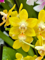 Carica l'immagine nel visualizzatore Galleria, Phalaenopsis KS Balm 'Yellow Chocolate'