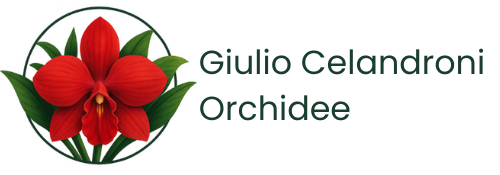 Giulio Celandroni Orchidee