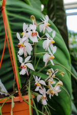 Carica l'immagine nel visualizzatore Galleria, Holcoglossum Incantatio (lingulatum x wangii)