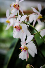 Carica l'immagine nel visualizzatore Galleria, Holcoglossum Incantatio (lingulatum x wangii)