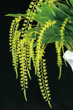 Carica l'immagine nel visualizzatore Galleria, Dendrochilum formosanum