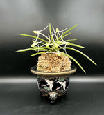 Carica l'immagine nel visualizzatore Galleria, Neofinetia falcata 'Hanamatoi’ 花纏