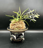 Carica l'immagine nel visualizzatore Galleria, Neofinetia falcata 'Hanamatoi’ 花纏