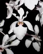 Carica l'immagine nel visualizzatore Galleria, Holcoglossum Isabel Sander (Holco amesianum x subulifolium)
