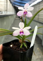 Carica l'immagine nel visualizzatore Galleria, Holcoglossum flavescens x Vanda coerulescens