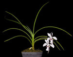 Carica l'immagine nel visualizzatore Galleria, Holcoglossum lingulatum