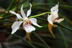 Carica l'immagine nel visualizzatore Galleria, Holcoglossum lingulatum x subulifolium