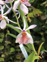 Carica l'immagine nel visualizzatore Galleria, Holcoglossum subulifolium x Rhynchostylis gigantea