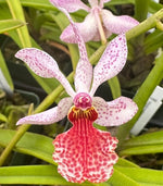 Carica l'immagine nel visualizzatore Galleria, Holcoglossum subulifolium x Rhynchostylis gigantea