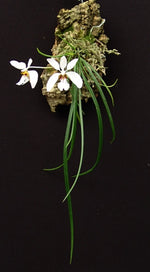 Carica l'immagine nel visualizzatore Galleria, Holcoglossum wangii