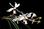 Carica l'immagine nel visualizzatore Galleria, Holcoglossum wangii