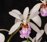 Carica l'immagine nel visualizzatore Galleria, Holcoglossum wangii x amesianum