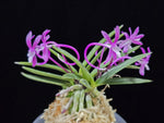 Carica l'immagine nel visualizzatore Galleria, Neofinetia falcata 'Honghyeon' 홍현 紅玄