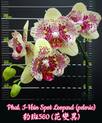 Carica l'immagine nel visualizzatore Galleria, Phalaenopsis I-Hsin Spot Leopard (peloric)