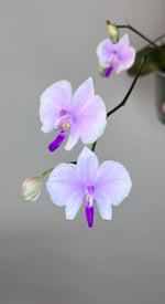 Carica l'immagine nel visualizzatore Galleria, Phalaenopsis lowii