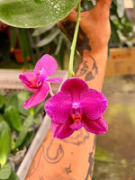Carica l'immagine nel visualizzatore Galleria, Phalaenopsis Mituo King ‘Big Pink’ (Clone) Mainshow