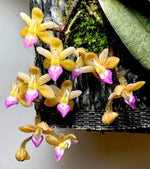 Load image into Gallery viewer, Stereochilus erinaceus