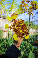 Load image into Gallery viewer, Trichocentrum Kuquat (Trichocentrum splendidum × Trichocentrum Haematochilum)